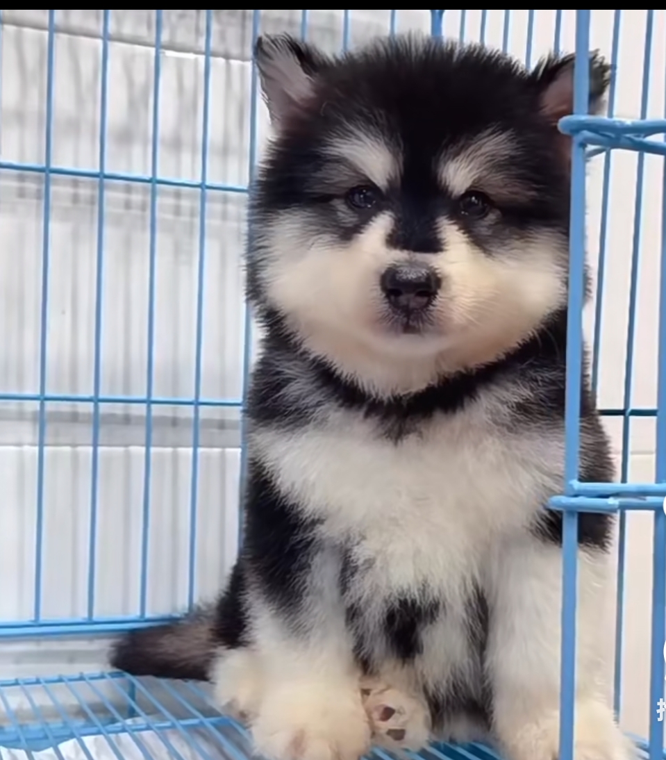 可爱，忠诚，聪明，有向导性，陪伴犬，
